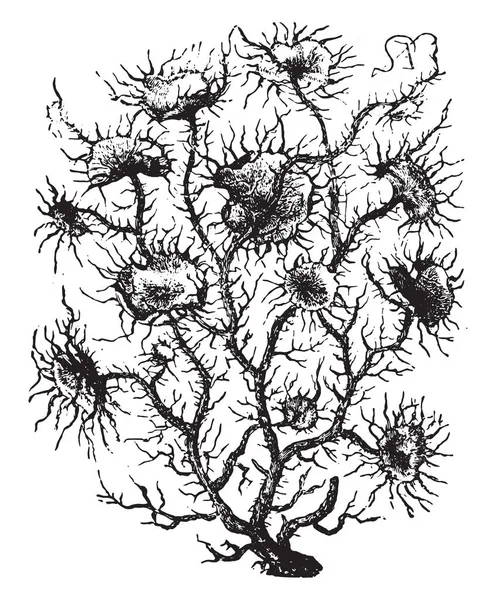 Usnea Vintage Gravada Ilustração Vie Dans Nature 1890 —  Vetores de Stock