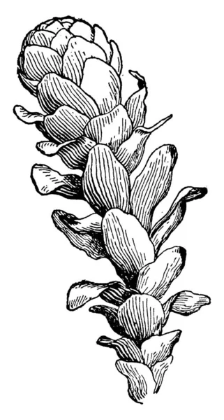 Bir resim Elodea, olarak da bilinen Waterweeds gösteriyor. Suda yaşayan bir bitkidir. Elodea bir kış tomurcuğu bu. Anavatanı Kuzey ve Güney Amerika. Tatlı su, vintage çizgi çizme veya oyma illüstrasyon yaşıyor.