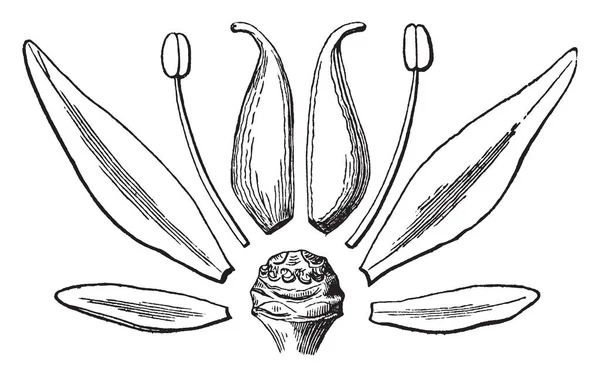 がく片などセダム Ternatum のさまざまな部分を表す画像 雄しべと雌しべ ビンテージ ラインの図面やイラストを彫刻 — ストックベクタ