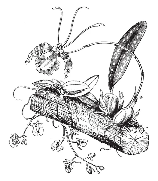 Storczyki Montowane Więc Ich Korzenie Wyraźnie Widoczne Pochodzą Tropikalnych Lasów — Wektor stockowy
