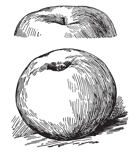在这个图像有一个罗德岛绿化苹果 复古线条画或雕刻插图 — 图库矢量图片