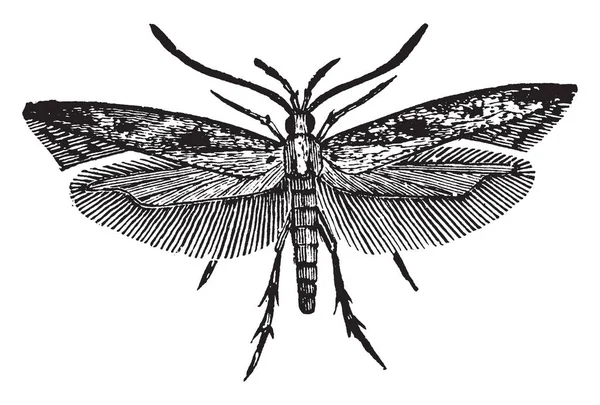 Gelechia Rod Motýl Čeledi Gelechiidae Vintage Kreslení Čar Nebo Gravírování — Stockový vektor