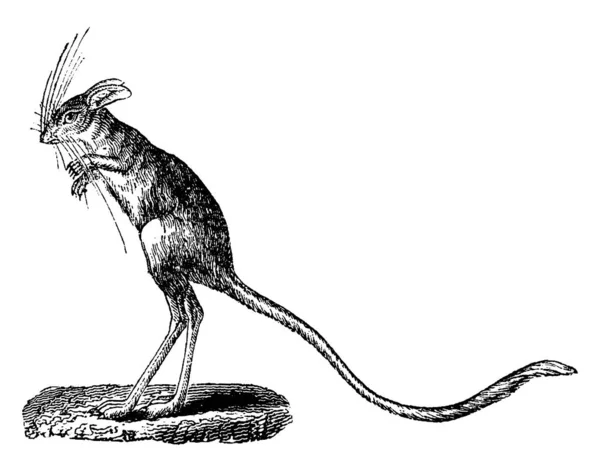 Jerboa Vintage Gravierte Illustration Naturgeschichte Der Tiere 1880 — Stockvektor