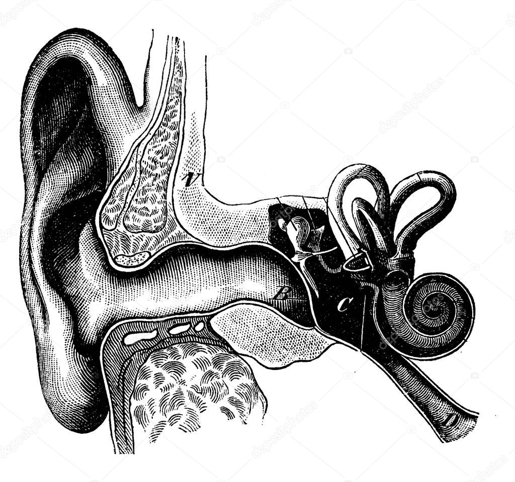 Section showing the organization of the ear, vintage engraved illustration. La Vie dans la nature, 1890.