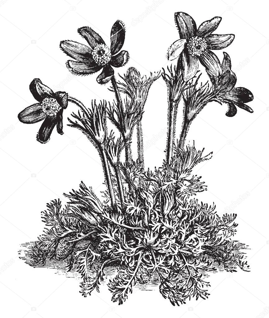 A picture is showing a flower of Anemone Pulsatilla also known as Pasque Flower. The flowers of Anemone Pulsatilla are mostly violet and have a silky texture, vintage line drawing or engraving illustration.