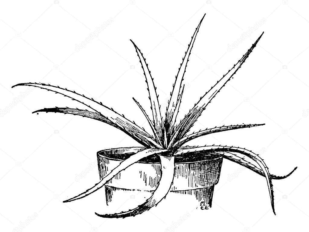 A picture is showing Dyckia Rariflora. It belongs to Bromeliaceae family. It is native to Brazil. It has spines or sharp edges, vintage line drawing or engraving illustration.