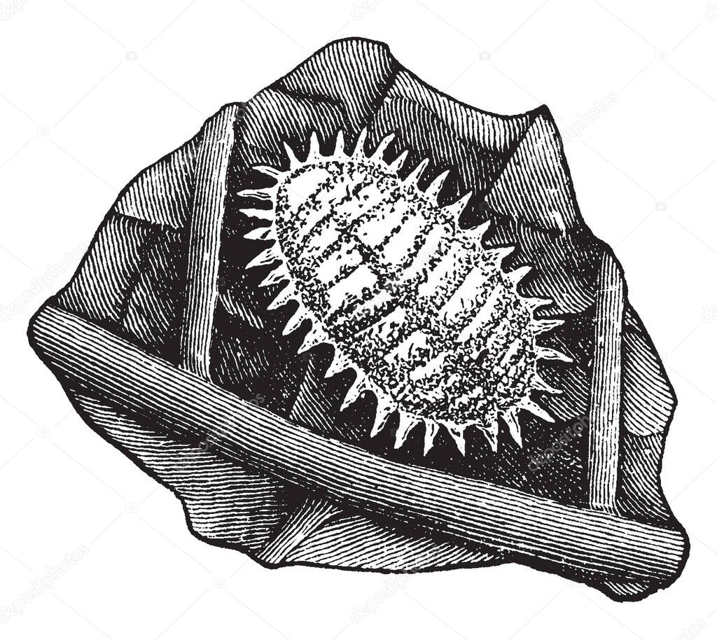 Mealy Bug of the Dactylopius destructor species, vintage line drawing or engraving illustration.