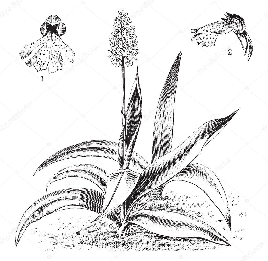 Orchis Purpurea, the lady orchid is an herbaceous plant belonging to the genus Orchis of the family, vintage line drawing or engraving illustration.