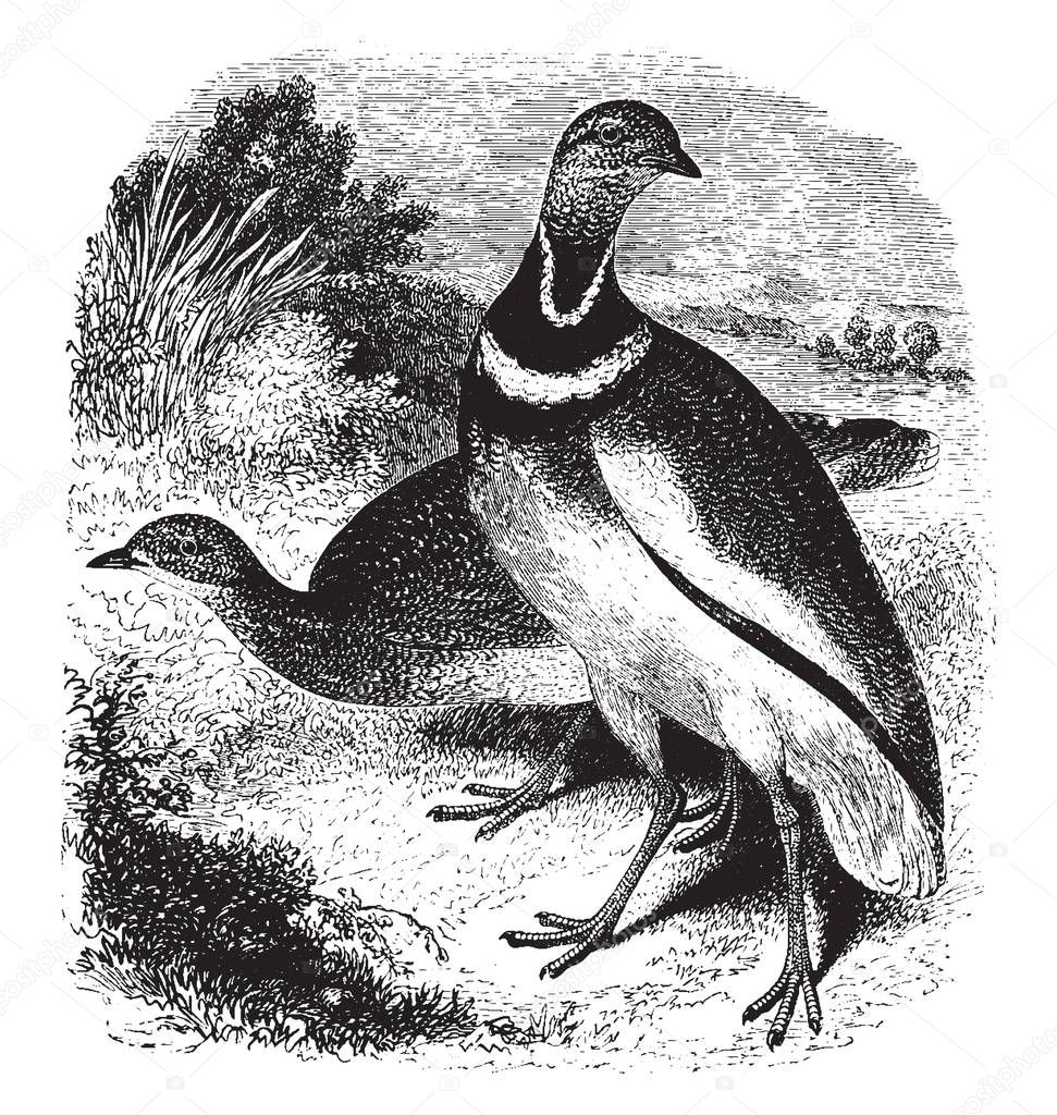 Little European Bustard which is measures about seventeen inches in length, vintage line drawing or engraving illustration.