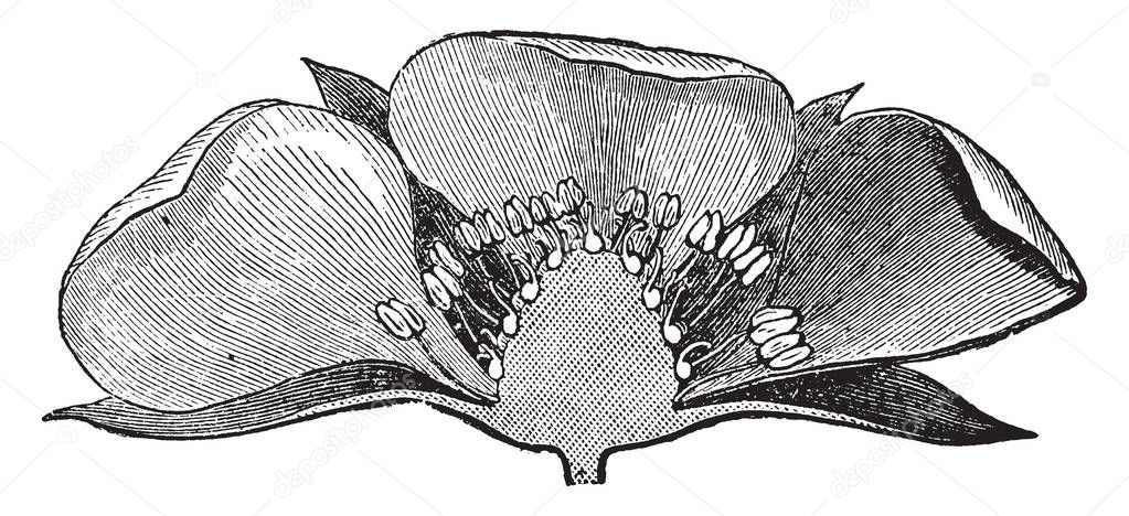 The showing of half picture of strawberry flower. Lower are two sepals they protect to flower. Inside has filament and anther, pollen grain, vintage line drawing or engraving illustration.