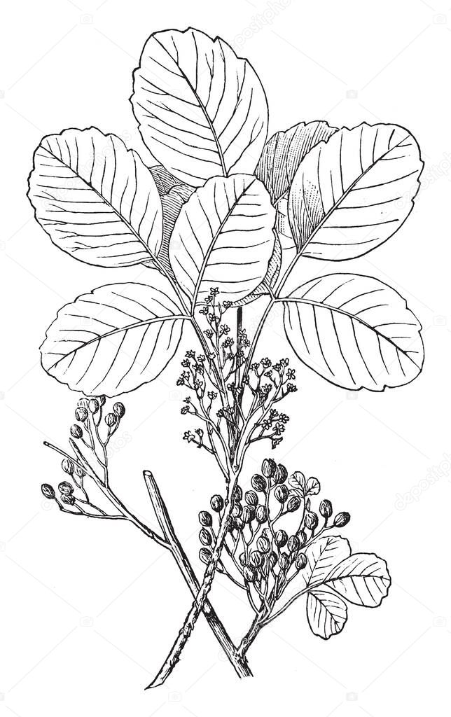 Poison oak grows wild as a woody shrub, Poison oak is native to the western United States and can be seen anywhere across North America. It causes an itchy, blistering rash after it touches your skin, vintage line drawing or engraving illustration.