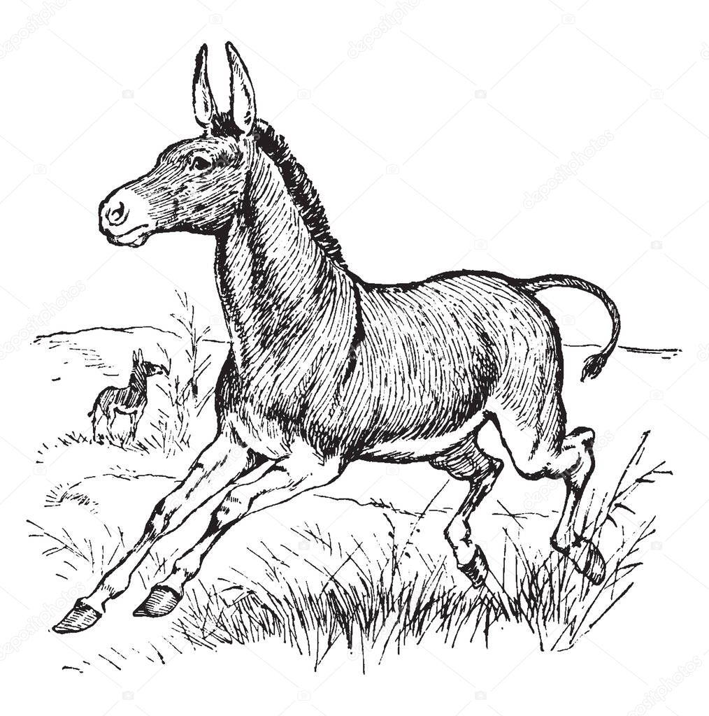 Wild Donkey is believed to be the ancestor of the domestic donkey, vintage line drawing or engraving illustration.
