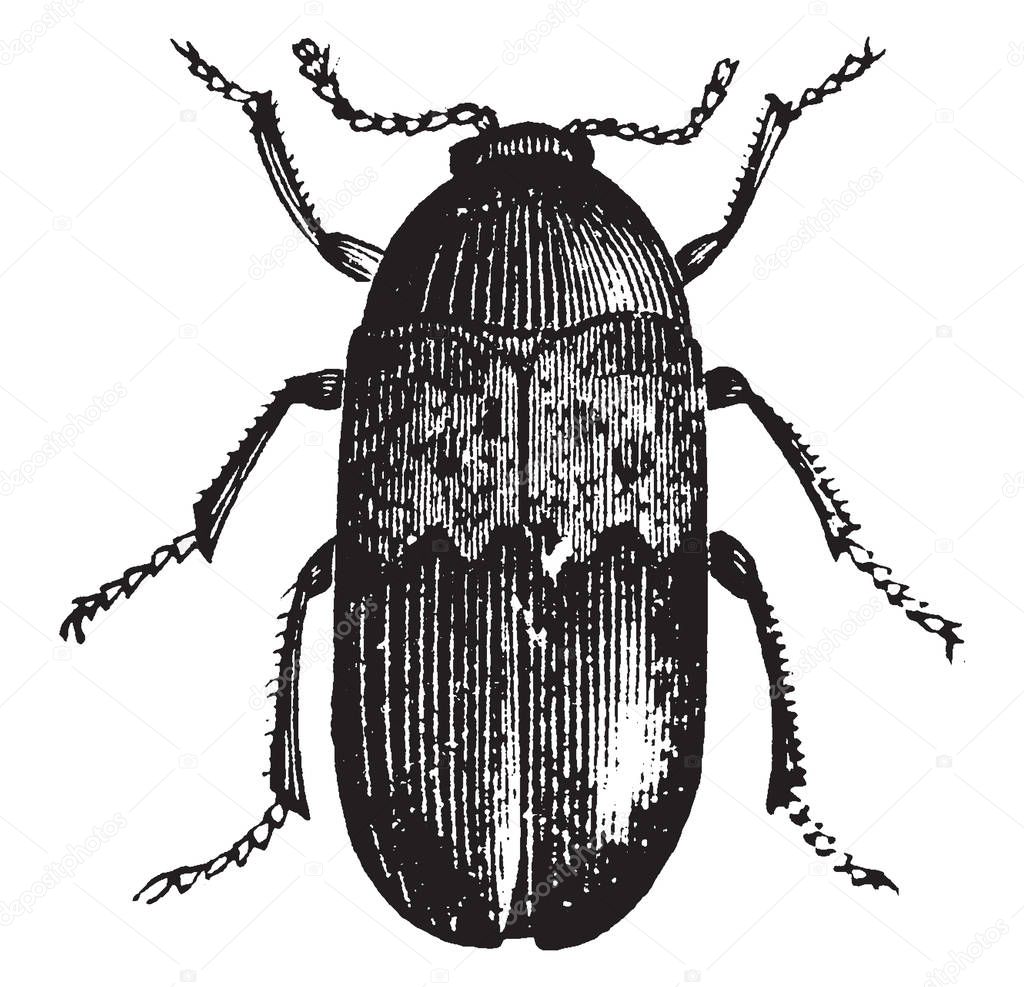 Bacon Beetle is very destructive to stuffed animals in museums, vintage line drawing or engraving illustration.