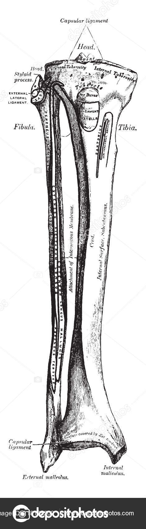 Esta Ilustración Representa Tibia Fibula Dibujo Línea Vintage ...