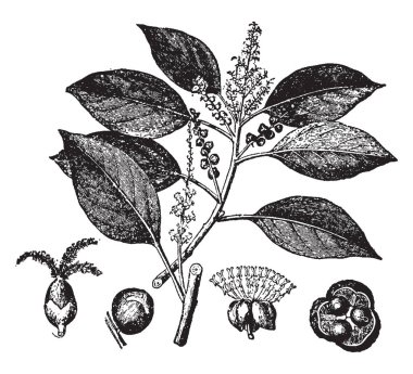 Kamila çeşitli fitokimyasallar varlığı nedeniyle tıbbi bir ağaçtır. Yaprakları bir alkaloit, vintage çizgi çizme veya oyma illüstrasyon içeren.