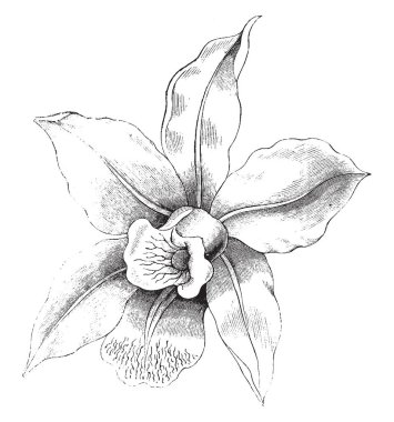 Laelia anceps yıldız şeklinde çiçek uzun ömürlü olur. Pembe ve beyaz, vintage lavanta arasında çiçek renk aralıkları çizgi çizim veya illüstrasyon oyma.