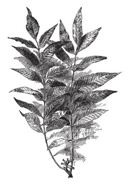 Bu Carya cevizli bir görüntüdür. Cevizli bilinir ve meyve Showy ve yenebilir, vintage satır çizim veya gravür illüstrasyon.