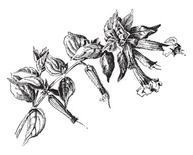 Cuphea Llavea çiçek görüntüsüdür. Kırmızı-beyaz-mavi çiçek vardır. Bitki çoğunlukla Guatemala, vintage çizgi çizme veya oyma resimde nokta.