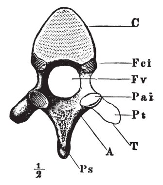 Bu resimde Dorsal omur, vintage çizgi çizme veya oyma illüstrasyon temsil eder..