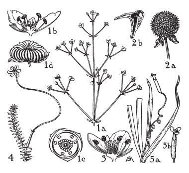 Bu resmi bir bitki iç parçası gösteriyor. Bu resmi büyüme, vintage çizgi çizme veya oyma illüstrasyon süreci gösterir.