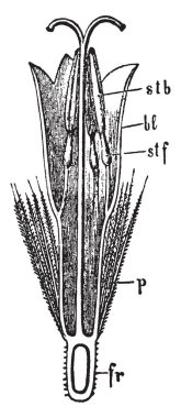 Bir disko-floret senecio, vintage çizgi çizme veya oyma illüstrasyon çiçek boyuna bölümünde bir görünüm gösteren bir resim.