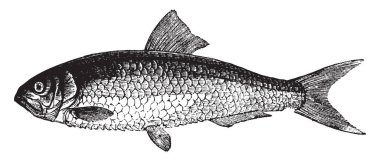 On iki veya on üç inç içinde uzunluk, vintage çizgi çizme veya oyma illüstrasyon Twaite Shad olduğunu.