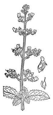 Bir resim Figwort, o da Scrophularia marilandica bilinen gösteriyor. Yüksük otugiller figwort ailesine ait. 1) bir kesit bir çiçek gösterilmiştir 2) meyve, vintage çizgi çizme veya oyma illüstrasyon.