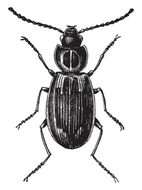 Platynus Maculicolis carboid, vintage çizgi çizme veya oyma illüstrasyon bir cinsidir.