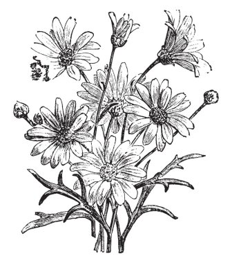 Böcek çok yıllık bir bitkidir. İyi ve derin bölünmüş gri tüylü yaprakları vardır. Çiçekler sarı merkezi ve beyaz ray yaprakları, vintage çizgi çizme veya oyma illüstrasyon gibi daisy misin.