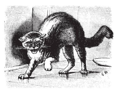 Bir underbite ve kedi cücelik, vintage çizgi çizme veya oyma illüstrasyon neden kızgın kedi.