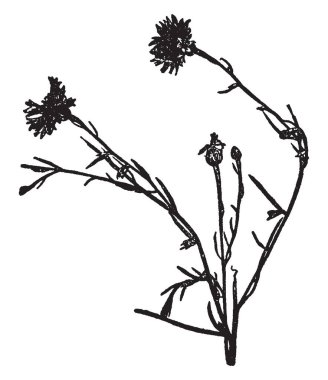 Bir resim Mısır çiçek, olarak da bilinen Centaurea cyanus gösteriyor. Bir yıllık bitki, bitki ailesindeki bu. Avrupa, vintage çizgi çizme ve gravür illüstrasyon için yerel.