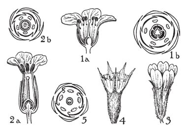 Resmi emir Diapensiaceae, Primulaceae ve Plumbaginaceae gösteriyor. Resimde: 1. diapensia, 2. çuha çiçeği, 3. Armiria, 4. çizim veya illüstrasyon oyma statice ve 5 plumbago, vintage çizgi.