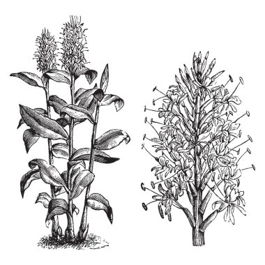 Hedychium gardnerianum yerli-e doğru Hindistan, Nepal ve Butan Himalayalar'da bir bitkidir. Uzun sapları clasping uzun, parlak yeşil yaprakları ile 8 ft uzun boylu büyür. Yaprakları iki satır, vintage çizgi çizme veya oyma illüstrasyon ekilir.