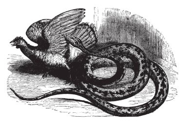 Python zehirsiz boalarda bulunan Afrika ve Asya, vintage çizgi çizme veya oyma illüstrasyon bir cinsidir.