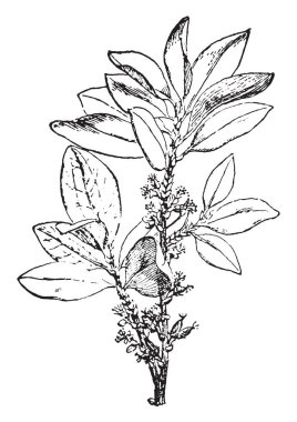 Coca bitki karaçalı bush benzer, düz dallar ve yapraklar ince, oval. Çiçekler küçük, çiçekler kırmızı meyveler, vintage çizgi çizme veya oyma illüstrasyon Olgun.