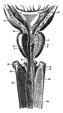 Bu resimde erkek üretra, vintage çizgi çizme veya oyma illüstrasyon temsil eder..
