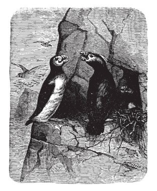 Bu resim boynuzlu ve Tufted Puffins, vintage çizgi çizme veya oyma illüstrasyon temsil eder.