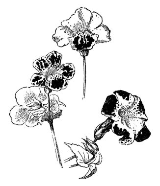 Mimulus Luteus (Erythranthe guttata) bitki bir sarı maymun, yayılan uzun ömürlü çiçektir. Yaprakları dişli. Çok nemli toprak gerektirir. Geç yaz, vintage çizgi çizme veya oyma illüstrasyon geç ilkbahardan çiçekler açar.