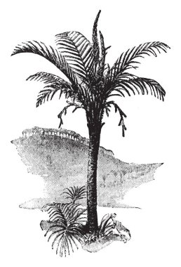 A picture of Sago palm tree. Sago palm is a common name for several plants that are used to produce a starchy food known as sago. The palm has many dark green leaves on a hair trunk, vintage line drawing or engraving illustration. clipart