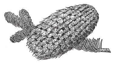 Bu resmi bir çam koni, kırmızı hangi Abies Magnifica bilinen ve bulunan Batı Kuzey Amerika, vintage çizgi çizme veya oyma illüstrasyon köknar temsil eder..