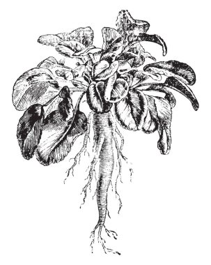 Campanula Rapunculus çiçekli bitkidir. Üst kök yaprakları stalkless ve çan şeklinde, vintage çizgi çizme veya oyma illüstrasyon çiçekler vardır.