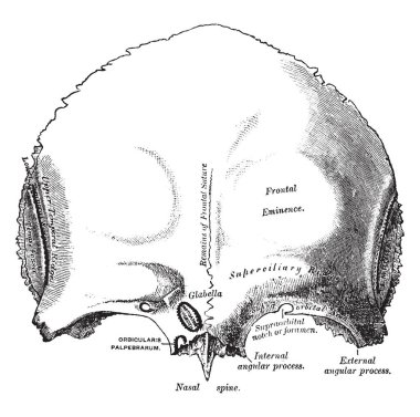 İki bölümünü oluşur dikey bir bölümü ve bir yatay bölümü, vintage çizgi çizme veya oyma illüstrasyon insan kafatası bir kemik.