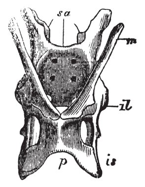 Dikenli karıncayiyengiller Pelvis Illum ve ischium kemik, vintage çizgi çizme veya oyma resimde bulunan.