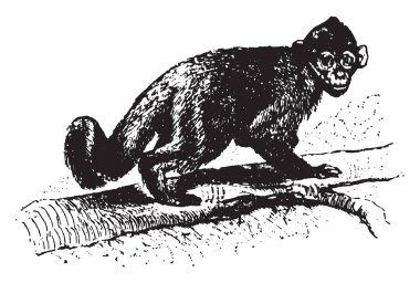 Alt familya Cebinae, vintage çizgi çizme veya oyma illüstrasyon Yeni Dünya maymunları Capuchin maymunlar vardır.