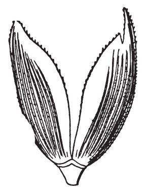 Bu yazıldığından calyx görüntüsüdür. Bir buğday ekili, vintage çizgi çizme veya oyma illüstrasyon familyasından.