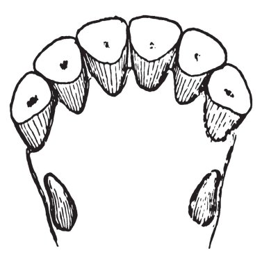 Bu diyagram alt kerpeten at, vintage çizgi çizme veya oyma illüstrasyon temsil eder..