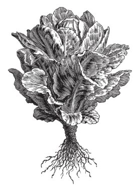 Çünkü marul gösteren bu resim. Yaprakları uzun ve düz. Yapraklar gövde eklenir. Kök ince ve uzun bu tür sebze, vintage bir hat çizim veya gravür illüstrasyon.
