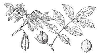 Küçük Hindistan cevizi Hickory ağacı, vintage çizgi çizme veya oyma illüstrasyon dalları.