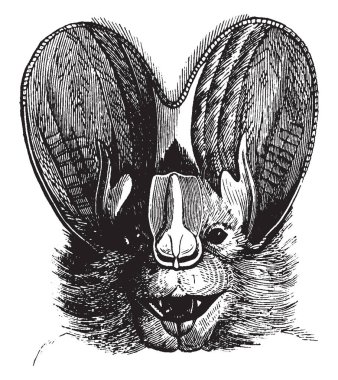 Bu çizimdeki baş, Megaderm yarasa, vintage çizgi çizme veya oyma illüstrasyon temsil eder..