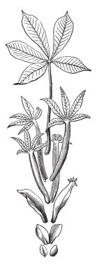 Bu düşük tatlı Buckeye görüntüsünü ve yaprak döken bitkidir. Bu bileşik yaprak ve çiçek yaprakları, vintage çizgi çizme veya oyma illüstrasyon erimiş.